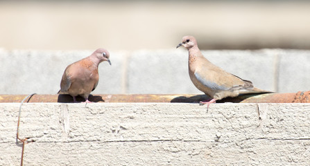 Photo of the bird-pigeon sitting on the fence
