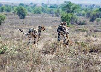 Juvenile Cheetahs