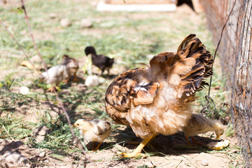 chicken with cub in the cage