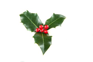 Christmas Holly Isolated on White