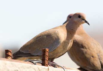 Photo of the bird-pigeon sitting on the fence