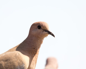 Photo of the bird-pigeon sitting on the fence