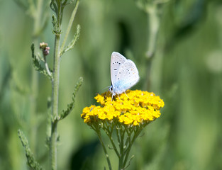 Lycaena dispar, large copper butterfly