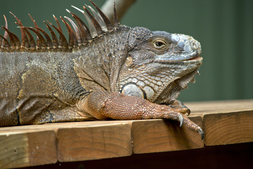 Fototapeta premium green iguana
