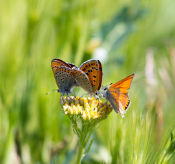 Lycaena dispar, a copper butterfly mating and hindering the third butterfly