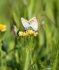 Lycaena dispar, a copper butterfly mating and hindering the third butterfly