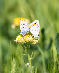 Lycaena dispar, a copper butterfly mating and hindering the third butterfly