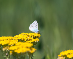 Lycaena dispar, large copper butterfly
