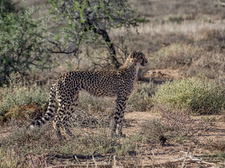 Juvenile Cheetah
