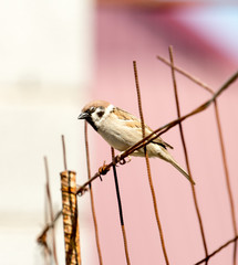 Photo of a bird sparrow sitting on an old iron grid
