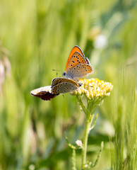 Lycaena dispar, a copper butterfly mating and hindering the third butterfly