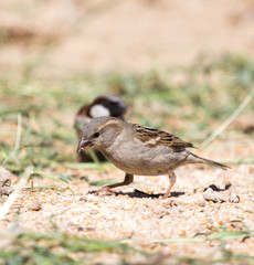 Photo of a bird sparrow, eats and walks on the ground