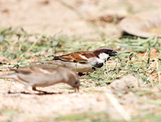 Photo of a bird sparrow, eats and walks on the ground