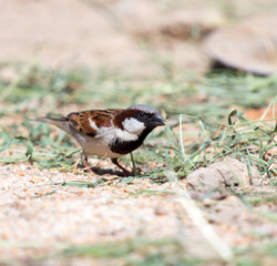 Photo of a bird sparrow, eats and walks on the ground