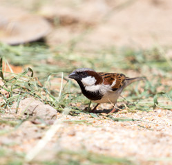 Photo of a bird sparrow, eats and walks on the ground