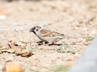 Naklejka na ściany i meble Photo of a bird sparrow, eats and walks on the ground