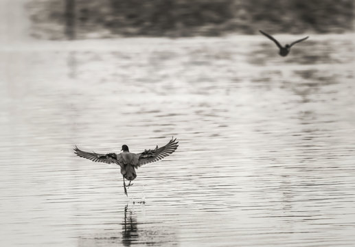 Black & white image of bird taking off from poind
