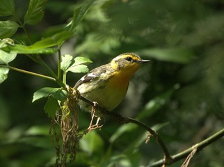 Blackburnian Warbler perched on branch