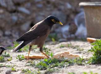 Mine birds eat bread