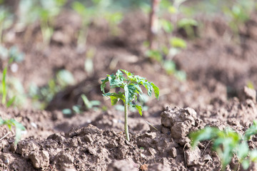 seedlings of tomato in the garden