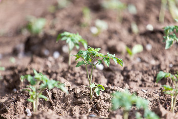 seedlings of tomato in the garden