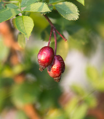 Berries of a dogrose on a bush. Fruits of wild roses. Thorny dogrose. Medical dogrose