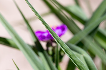 Obraz premium beautiful purple flower