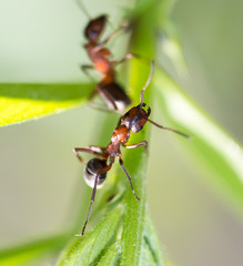 dark yellow ant on grass macro