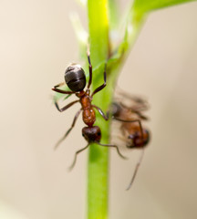 dark yellow ant on grass macro