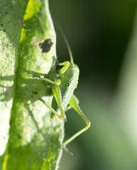green grasshopper on the grass