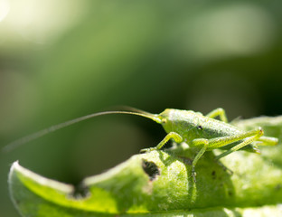 green grasshopper on the grass