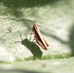 brown grasshopper on the grass