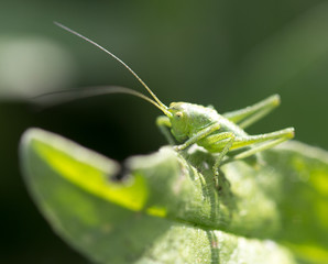 green grasshopper on the grass