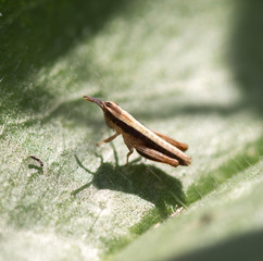 brown grasshopper on the grass