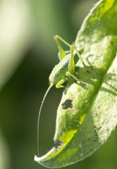 green grasshopper on the grass