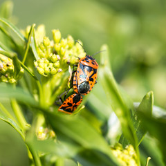 A beautiful beetle sits on a stalk against a background of green young grass, space for text