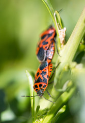 A beautiful beetle sits on a stalk against a background of green young grass, space for text