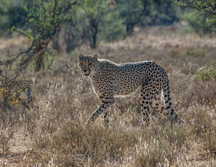 Juvenile Cheetah