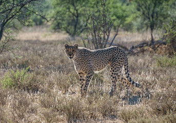 Juvenile Cheetah