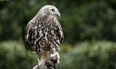 barking owl