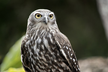 barking owl