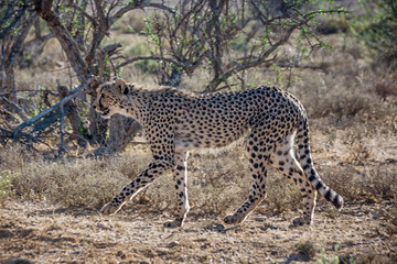 Juvenile Cheetah