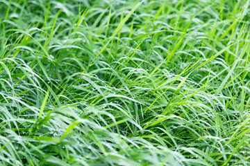 drops of dew on a green grass