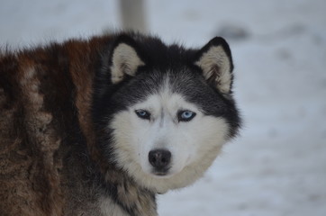  Siberian dog