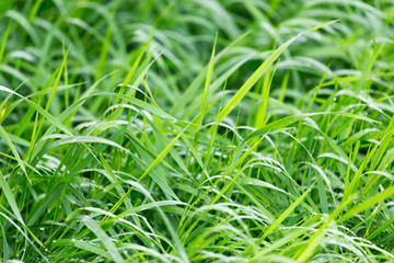 drops of dew on a green grass