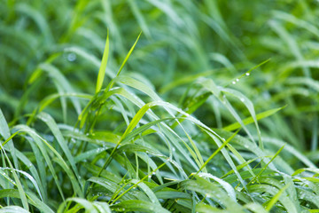 Obraz premium drops of dew on a green grass