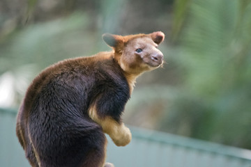tree kangaroo
