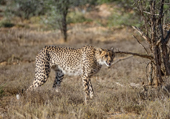 Juvenile Cheetah Stalking