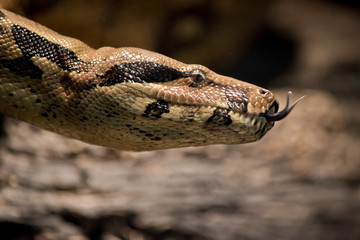 boa constrictor