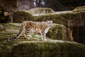 An adult snow leopard stands on a stony ledge in the Basel Zoo in Switzerland. Cloudy weather in winter